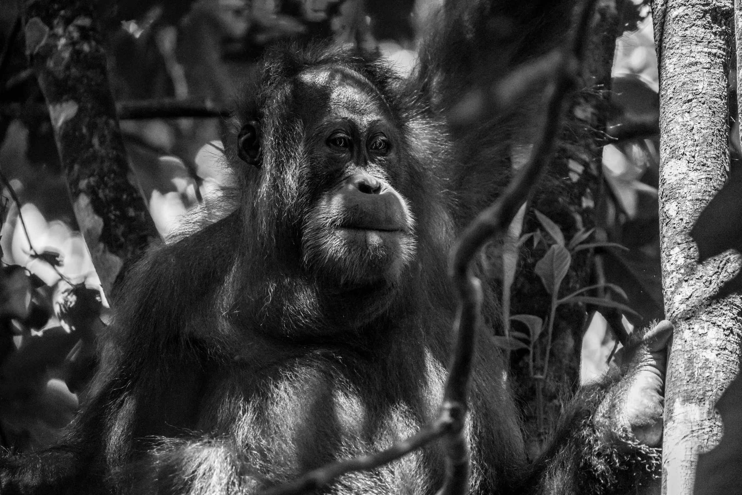 Young Sumatran orangutan sitting among branches in dappled rainforest light, black and white